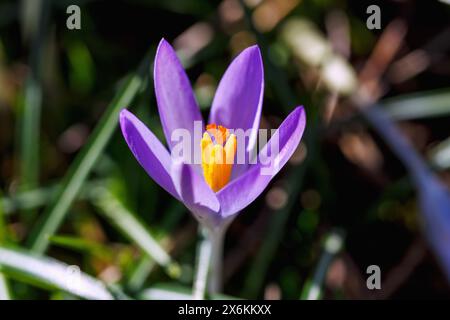 Crocus tommasinianus in fiore (croco delle fate, croco dalmata, croco Tommasini&#39;s) nell'erba Foto Stock