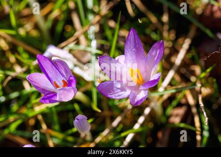 Crocus tommasinianus in fiore (croco delle fate, croco dalmata, croco Tommasini&#39;s) nell'erba Foto Stock
