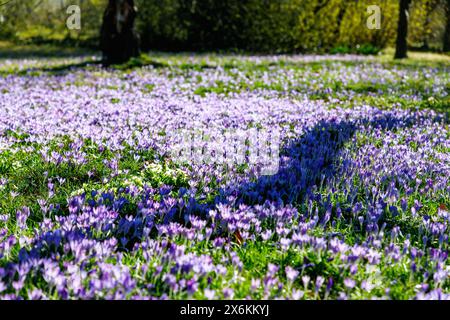 Prato con Crocus tommasinianus in fiore (croco delle fate, croco dalmata, croco Tommasini&#39;s) e cowslip (Primula veris) Foto Stock