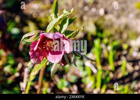 Rose di Natale orientali Pink Lady (ellebore orientale, Helleborus orientalis) Foto Stock