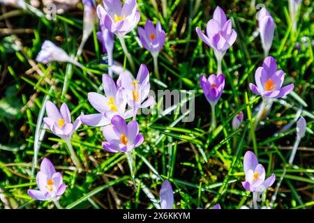 Prato con Crocus tommasinianus in fiore (croco delle fate, croco dalmata, Tommasini&#39;s crocus) Foto Stock