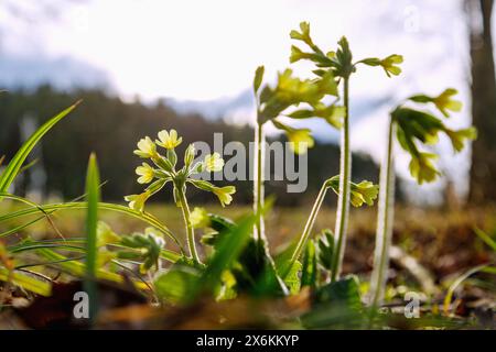 Palude forestale (Primula eliator, palude alta) Foto Stock