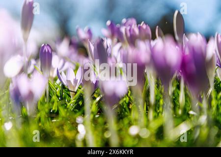 Prato con Crocus tommasinianus in fiore (croco delle fate, croco dalmata, Tommasini&#39;s crocus) Foto Stock