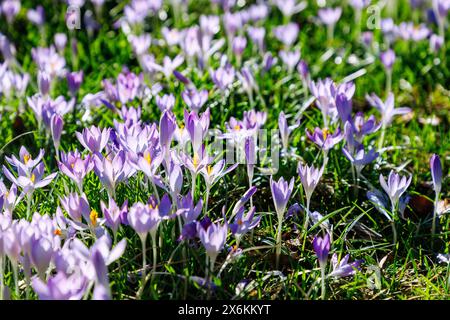 Prato con Crocus tommasinianus in fiore (croco delle fate, croco dalmata, Tommasini&#39;s crocus) Foto Stock
