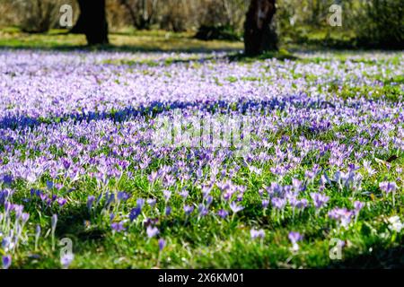 Prato con Crocus tommasinianus in fiore (croco delle fate, croco dalmata, Tommasini&#39;s crocus) Foto Stock