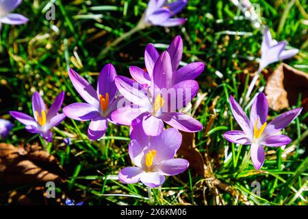 Prato con Crocus tommasinianus in fiore (croco delle fate, croco dalmata, Tommasini&#39;s crocus) Foto Stock