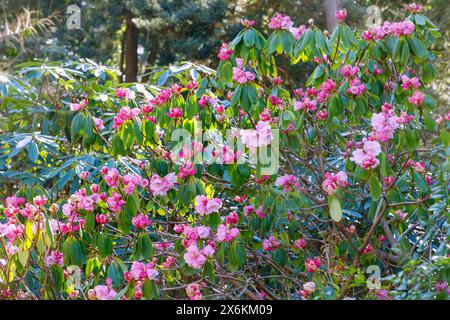 Fiorente Rhododendron fargesii Franchet (Farges' rosa alpina, viola invernale) Foto Stock