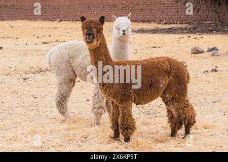 alpaca di colore bianco e marrone che pascolano in una giornata di sole circondati da vegetazione gialla nella catena montuosa delle ande del perù nel sud america Foto Stock