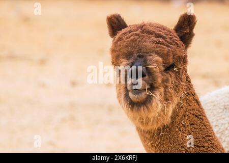 ritratto di alpaca marrone in una giornata di sole nella catena montuosa delle ande del perù, in sud america Foto Stock