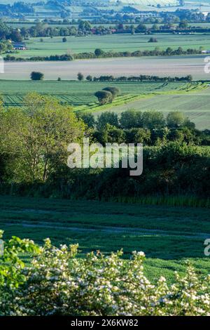 Mercoledì 15 maggio 2024 - Wittenham clumps, vicino a Didcot, Oxfordshire. Foto Stock