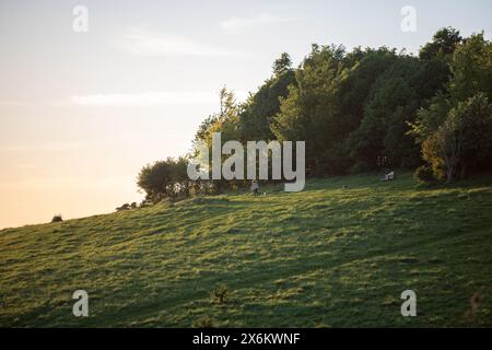 Mercoledì 15 maggio 2024 - Wittenham clumps, vicino a Didcot, Oxfordshire. Foto Stock