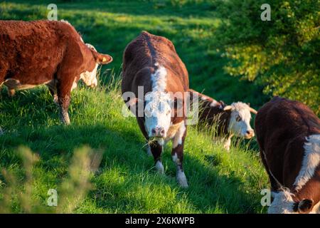 Mercoledì 15 maggio 2024 - pascolo di bestiame nei circoli di Wittenham, vicino a Didcot, Oxfordshire. Foto Stock