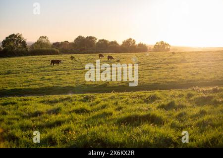 Mercoledì 15 maggio 2024 - pascolo di bestiame nei circoli di Wittenham, vicino a Didcot, Oxfordshire. Foto Stock