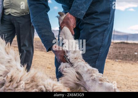 alpaca viene tagliato nelle alture delle Ande in America Latina in una giornata di sole con cielo blu e nuvole Foto Stock