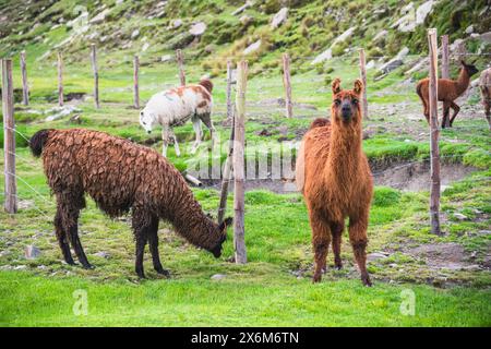alpaca guardando avanti e un gruppo di alpaca sullo sfondo che pascolano su una montagna verde nelle Ande boliviane vicino a un fiume. Foto Stock
