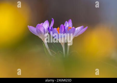 Croci colorati nella foresta primaverile, Baviera, Germania Foto Stock