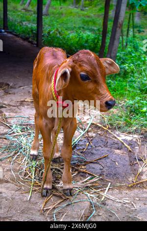 Vitello in una giornata di sole Foto Stock