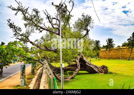 Grande albero caduto in un campo erboso Foto Stock