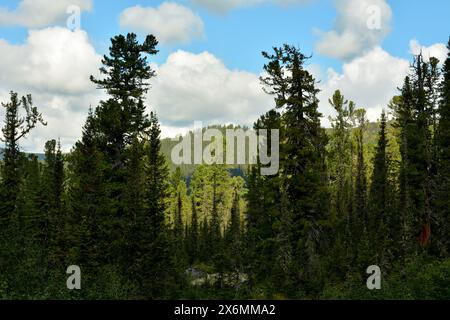 Uno sguardo tra due alti cedri all'ombra di spesse nuvole su un'alta cima di montagna ricoperta di foresta di conifere in una giornata limpida e soleggiata. pa naturale Foto Stock