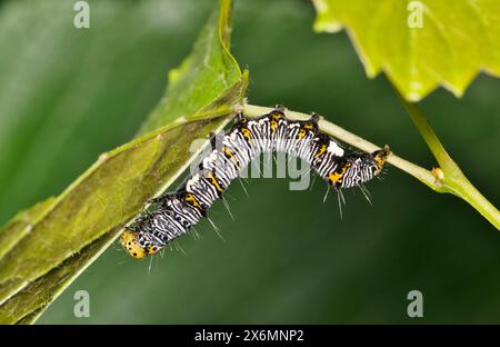 Foresta a otto macchie caterpillar Alypia octomaculata insetto pianta di uva macro natura controllo parassita primavera. Foto Stock