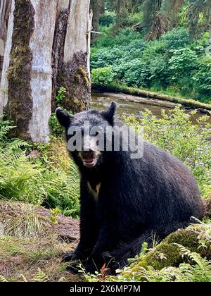 Un orso nero adulto siede nella foresta pluviale temperata di Anan Creek nella Tongass National Forest. Foto Stock