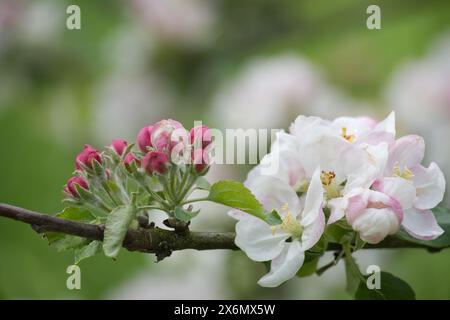 L'immagine raffigura un ramo decorato con fiori bianchi tinto di rosa, indicativo di un melo fiorito. I fiori si trovano in diverse fasi di de Foto Stock