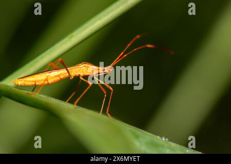 Leptocorisa oratoria, l'insetto dell'orecchio del riso, è un insetto della famiglia Alydidae, gli insetti a testa larga. Foto Stock