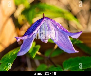 "Helsingborg' Clematis alpina, Alpklematis (Clematis alpina) Foto Stock