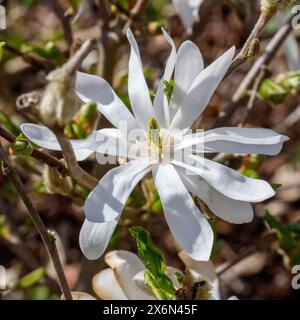 Star Magnolia, Stjärnmagnolia (Magnolia stellata) Foto Stock