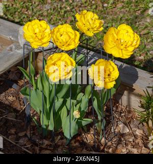 Tulipani da giardino "Pomponette gialla", Trägårdstulpan (Tulipa gesneriana) Foto Stock