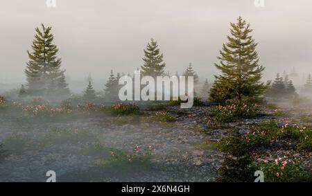 Paesaggio con piccoli e grandi pini circondati da fiori e ciuffi di nebbia su terreni sassosi all'alba - illustrazione 3d. Foto Stock