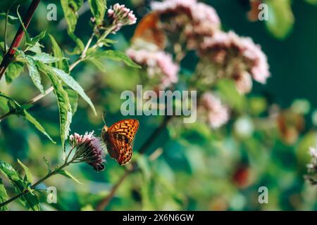 Farfalla arancione che raccoglie il polline su un fiore di spirea Foto Stock