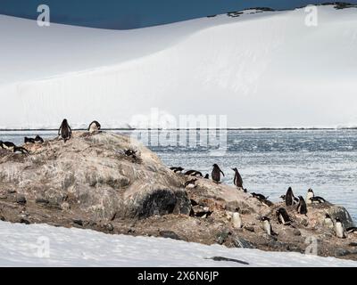 Pinguini di Gentoo (Pygoscelis papua) D’Hainaut Island, Mikkelsen Harbour, Trinity Island, Palmer Arpelago, Antartide Foto Stock