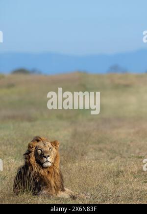 Vista panoramica di un leone adulto (Panthera leo) che giace in un'area aperta Foto Stock