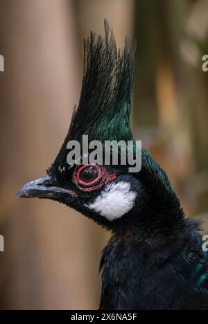 Palawan Peacock-pheasant - Polyplectron napoleonis, splendido uccello colorato endemico dell'isola di Palawan nelle Filippine. Foto Stock