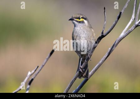 Honeyeater australiano di fronte giallo arroccato su ramoscello Foto Stock