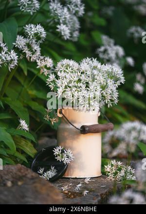 Bellissimo bouquet di fiori di aglio selvatico commestibili in una lattina di latte smaltata nel giardino del cottage. Concetto di omeopatia e cucina. (Allium ursinum) Foto Stock