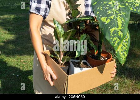 Il fiorista confeziona le piante in vaso in una scatola per la consegna all'acquirente. Vendita, spedizione sicura di piante dal magazzino, pacco. Negozio di fiori, casa piccola Foto Stock