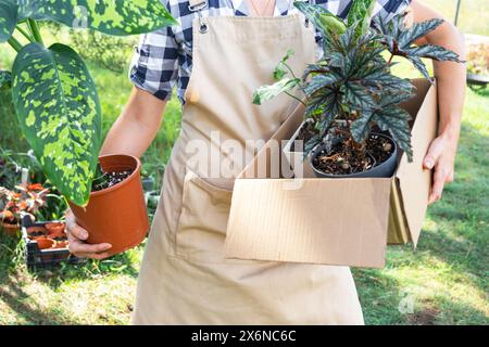 Il fiorista confeziona le piante in vaso in una scatola per la consegna all'acquirente. Vendita, spedizione sicura di piante dal magazzino, pacco. Negozio di fiori, casa piccola Foto Stock