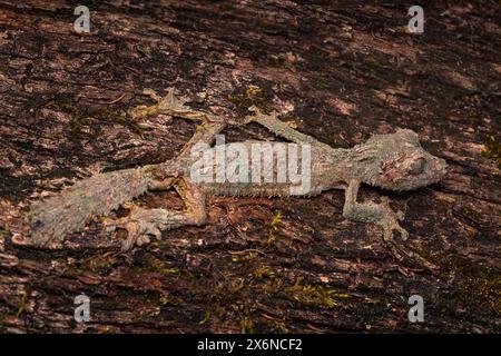 Gecko con coda di foglie, uroplatus sikorae, riserva Peyrieras, zaed nell'habitat naturale. Gecko dal Madagascar. Lucertola mimetizata nel tronco. M Foto Stock