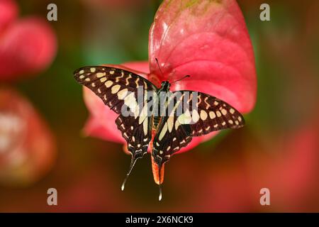 Graphium doson, comune jay, farfalla di Papilionidae swallowtails, trovata in tropicale e in India, Asia. Bellissimo insetto dal Congo. Farfalla blu S Foto Stock