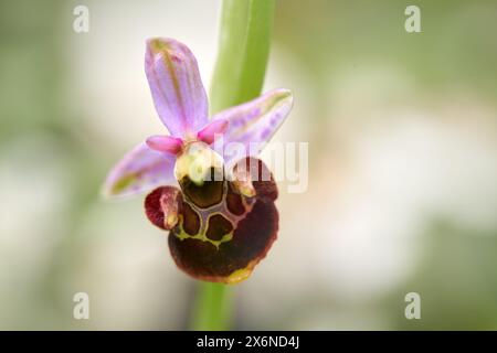 Ophrys holoserica holubyana, orchidea delle api, orchidea selvatica terrestre europea in fiore, habitat naturale, particolare di fioritura con sfondo verde chiaro, Czec Foto Stock