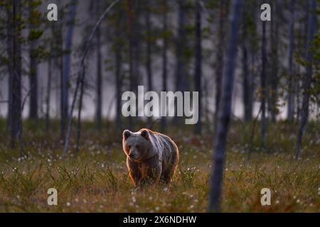 Notte a taiga Bear nascosto nella foresta gialla. Alberi autunnali con orso. Bellissimo orso bruno che cammina intorno al lago, colori autunnali. Grande animale pericoloso in Persiano Foto Stock