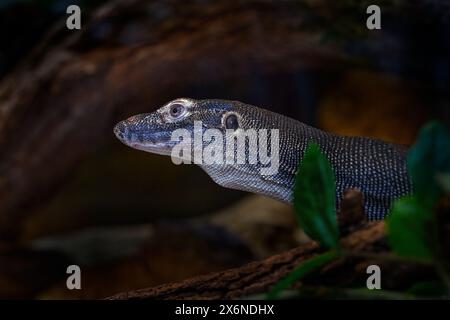 Il monitor dell'acqua di Mertens, varanus mertensi, Darwin, a nord dell'Australia. Grande lucertola nell'habitat naturale, foresta scura in Australia. Il monito d'acqua di Mertens Foto Stock