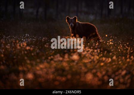 Notte a taiga Bear nascosto nella foresta gialla. Alberi autunnali con orso. Bellissimo orso bruno che cammina intorno al lago, colori arancioni del tramonto. Grande anima di pericolo Foto Stock