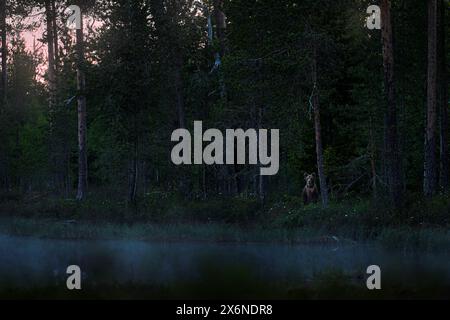 Cucciolo di orso bruno perso all'alba del mattino, nebbia sopra il lago. Piccolo orsacchiotto seduto sulle zampe posteriori, natura selvaggia a Kuhmo, Finlandia. Foto Stock