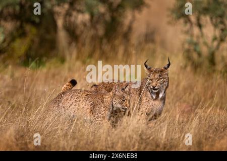 Lince iberica con cucciolo giovane, Lynx pardinus, gatto selvatico endemica penisola iberica in Spagna in Europa. Raro gatto che cammina nell'habitat naturale. Felino canino Foto Stock