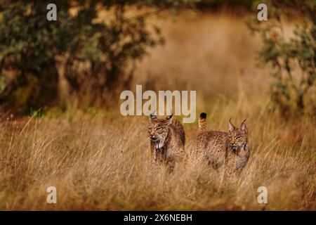 Lince iberica, lince pardinus, gatto selvatico endemico della penisola iberica nel sud-ovest della Spagna in Europa. Rara passeggiata di gatto nell'habitat naturale. Felino canino Foto Stock