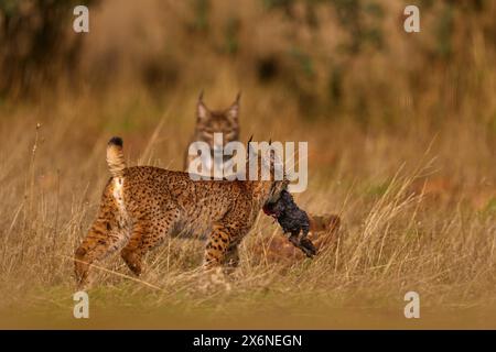 Lince iberica cucciolo giovane, Lynx pardinus, gatto selvatico endemico della penisola iberica nel sud-ovest della Spagna in Europa. Raro gatto che cammina nell'habitat naturale. Canino Foto Stock