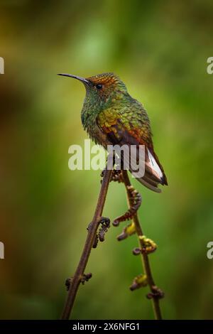 Smeraldo dalla testa coppery, Microchera cupreiceps) piccolo colibrì endemico in Costa Rica. Tinny Bird nell'habitat naturale della foresta. Foto Stock